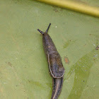 Yellow-Shelled Semi-Slug