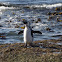 African Penguin