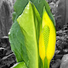 Yellow Skunk-Cabbage