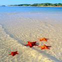 Starfish Ripple Live Wallpaper