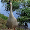 Brown Chinese Goose