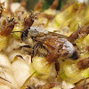 Western Honey Bee with pollen grains