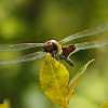 Red-mantled Saddlebags Dragonfly