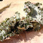 Ragged lichen