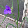 Spiderwort