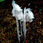 Indian Pipe