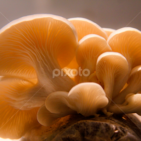 Family Tree_XI by Shadat Hossain - Nature Up Close Mushrooms & Fungi