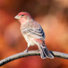 House Finch