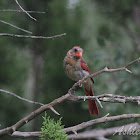 Northern Cardinal (Immature Male)