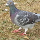 Rock pigeon ( banded # 23)