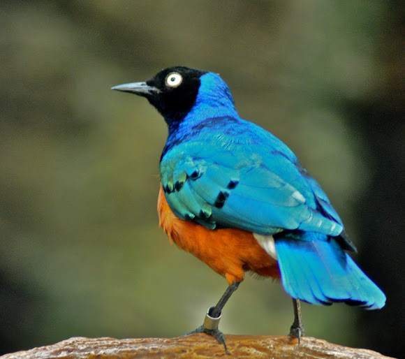 Superb Starling | Project Noah