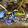 Blue Poison Dart Frog / Dyeing Poison Dart Frog