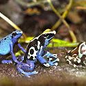 Blue Poison Dart Frog / Dyeing Poison Dart Frog