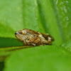 Four-spotted spittlebug