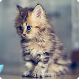 Cats Wallpapers.apk 1.2.9
