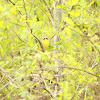 Common Yellowthroat