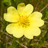 Sulphur Cinquefoil