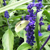 Small Cabbage White Butterfly female 
