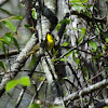 Common yellow throat Warbler