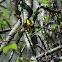 Common yellow throat Warbler