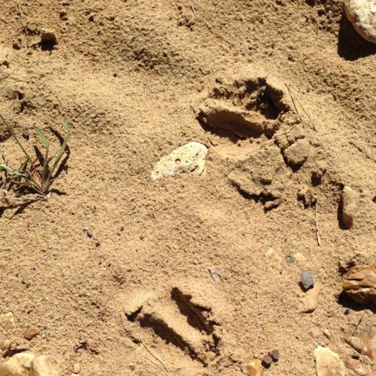 White tail deer track