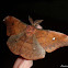 Copaxa Silk Moth