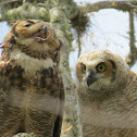 Great Horned Owl