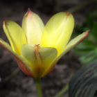 small kind of tulip