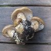 Fried-chicken mushroom (Lyophyllum decastes)
