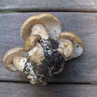 Fried-chicken mushroom (Lyophyllum decastes)