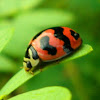 Six Spotted Zigzag Lady beetle