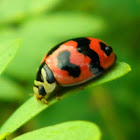 Six Spotted Zigzag Lady beetle