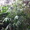 Guadua, Giant bamboo