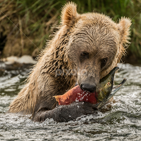 How to catch a salmon by Ferruccio Galbiati - Animals Other Mammals