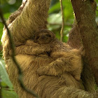 Brown Throated Three Toed Sloth