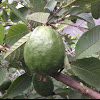 Guava