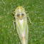 Leafhopper