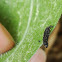 Leaf Beetle Larva