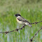 White-tailed Stonechat