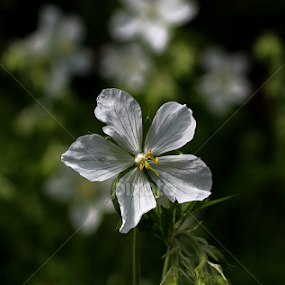 by Alina Jumabhoy - Flowers Single Flower