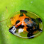 tortoise shell beetle