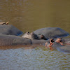 Hippo with Terrapin