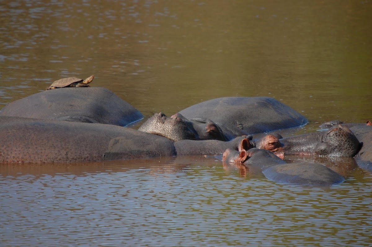 Hippo with Terrapin