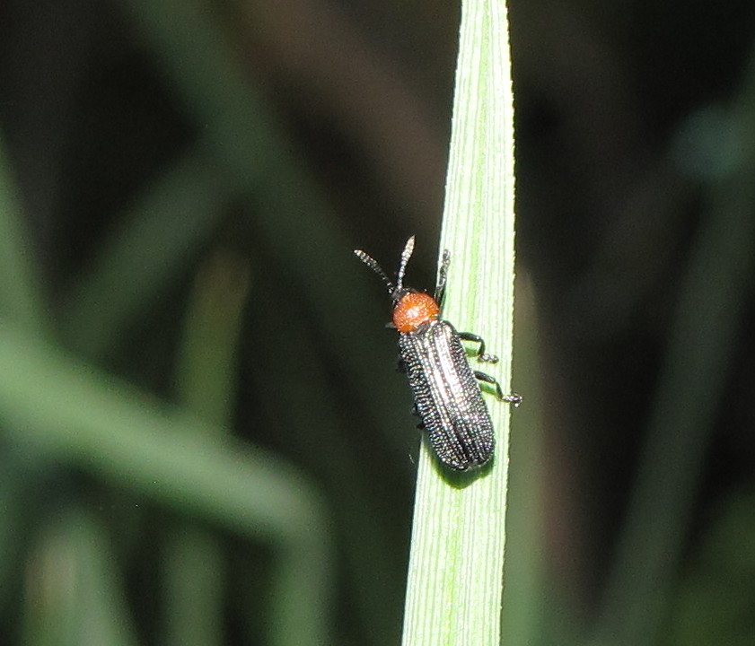 Leaf-mining beetle
