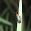 Leaf-mining beetle