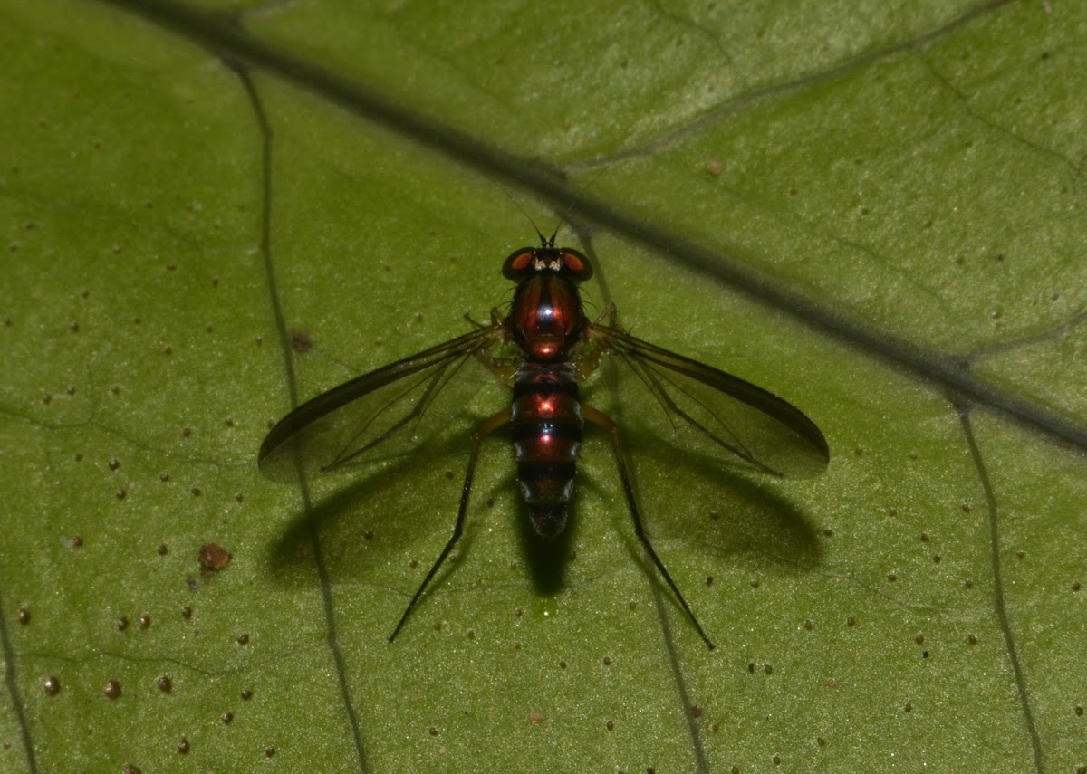 Long-Legged Fly