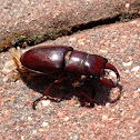 Reddish Brown Stag Beetle