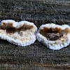 Shelf fungus and Planthopper nymph