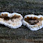 Shelf fungus and Planthopper nymph