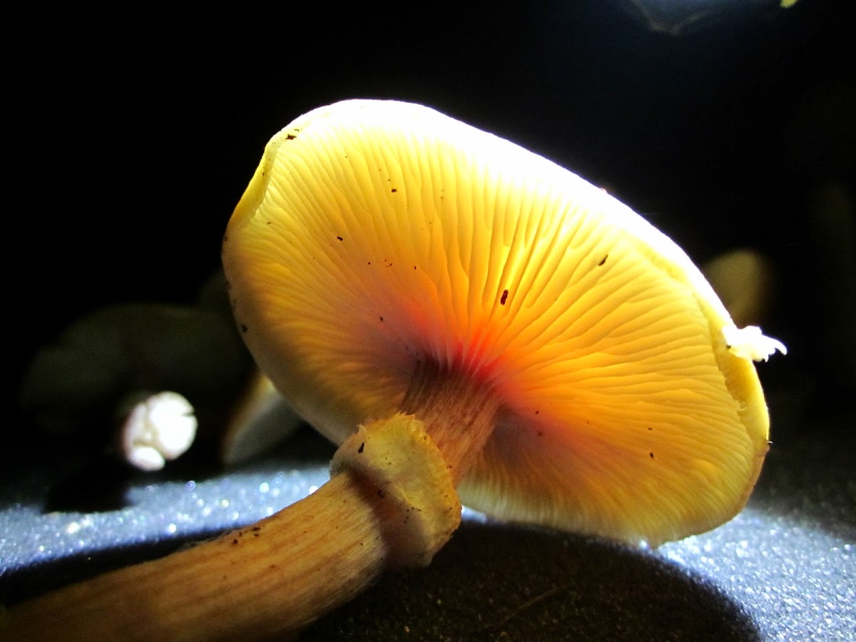 "real" honey mushroom (part 2)